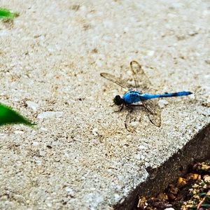 Meet your Posher, Maggie